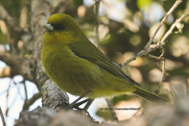 Akekee male. Photo by Eric VanderWerf