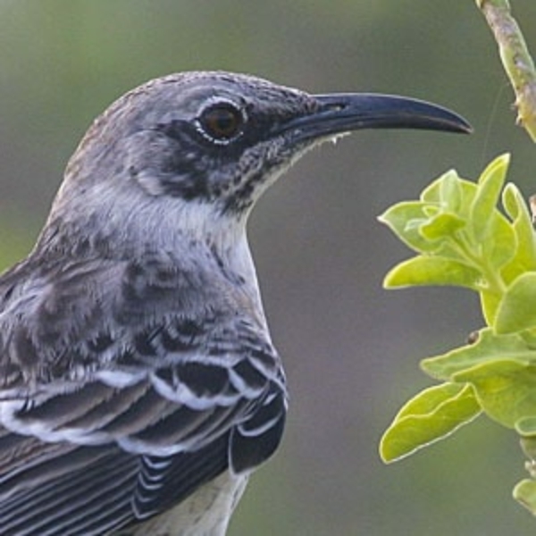 Birds of the Galapagos Islands