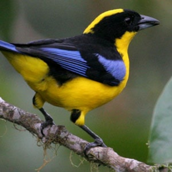 Birds of Latin America