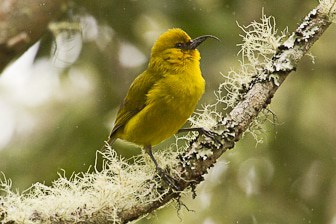 Hawaiian Forest Birds - Pacific Rim Conservation