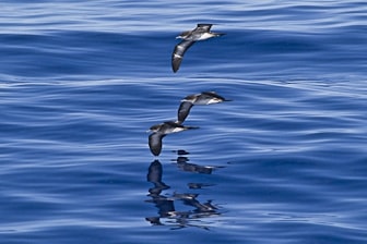 Wedge-tailed Shearwater