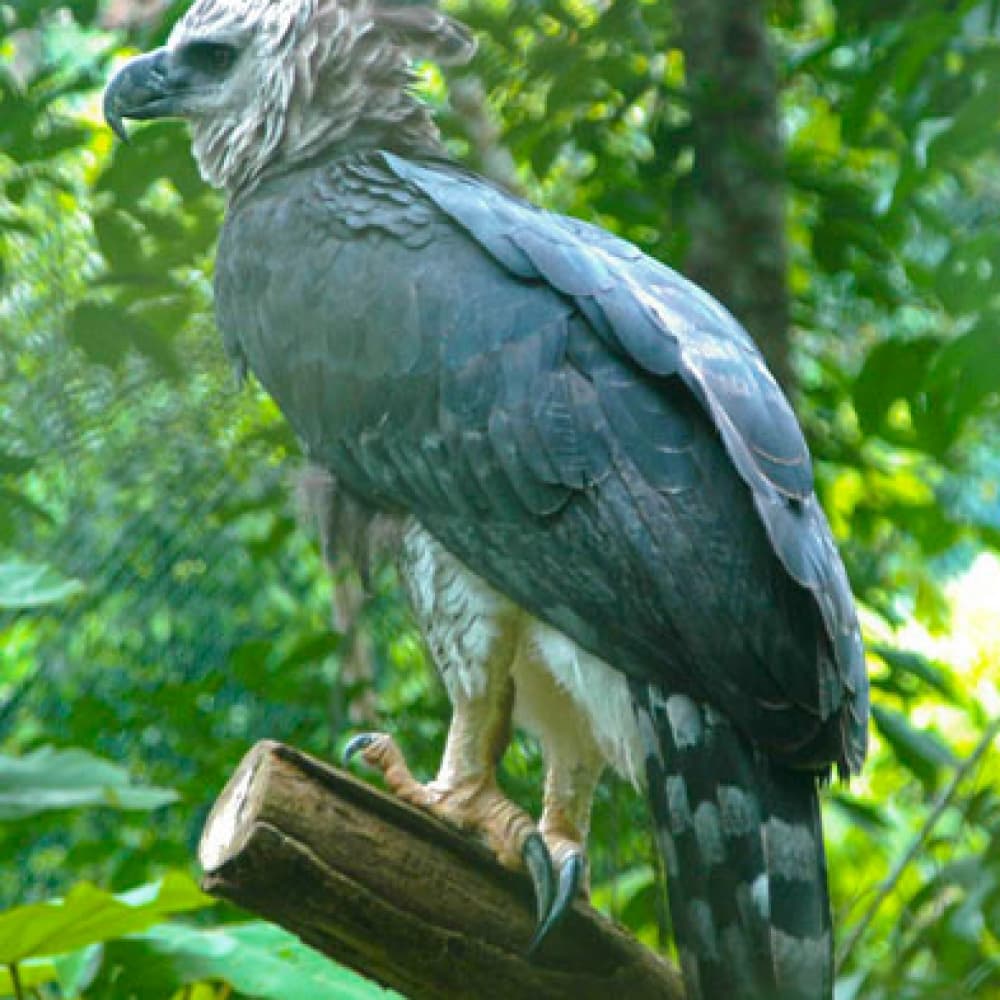 Birds of Latin America