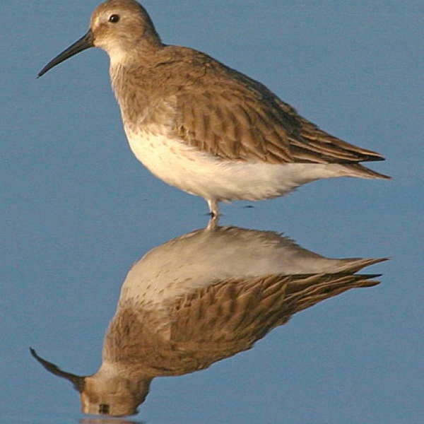 Shorebirds of the Pacific