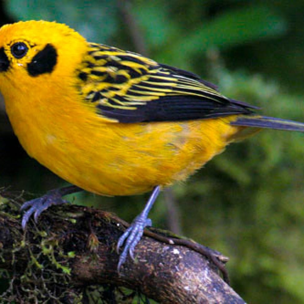 Birds of Latin America