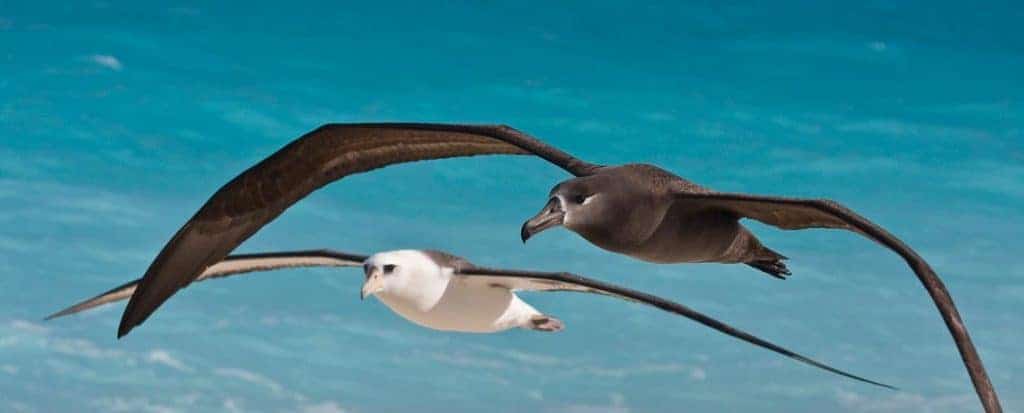 Black-footed+Laysan-Albatrosses-flying-Midway-7866-crop