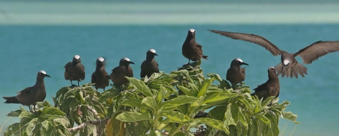 Brown-Noddies-Christmas-Island-0172-1