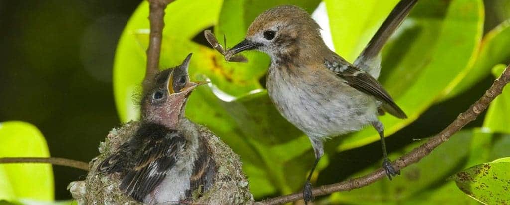 Oahu-Elepaio-nest-Palehua-9951-1