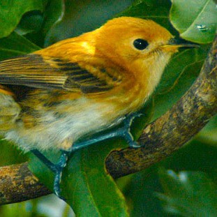 Birds of Micronesia and Polynesia