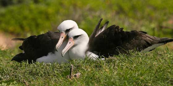 Laysan Albatross Courtship 560