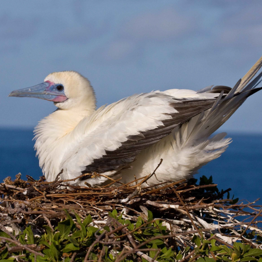 Red-footed-Booby-nest-Lehua-Islet-May-2010-3349-1