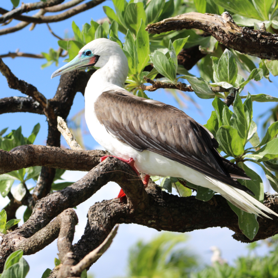 Red-footed-booby