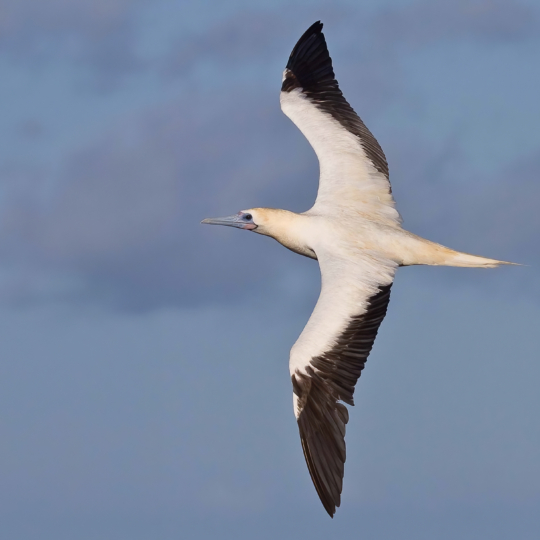 Red-footed-booby-flying-Lehua-May-2010-3316-1