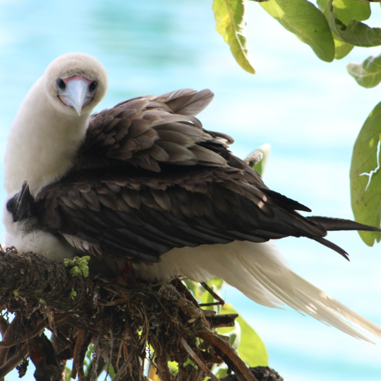 Red-footed-booby-nest
