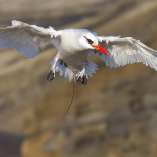 Red-tailed-Tropicbird-Oahu-13-May-2012-4256-1-3