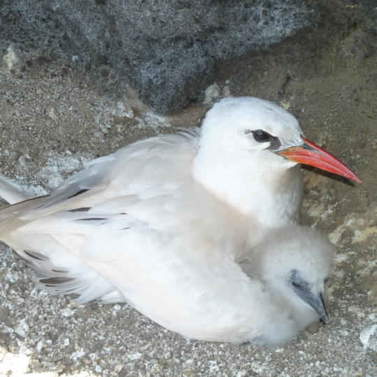 Red-tailed-Tropicbird-ad+chick-23-April-2011-1020235
