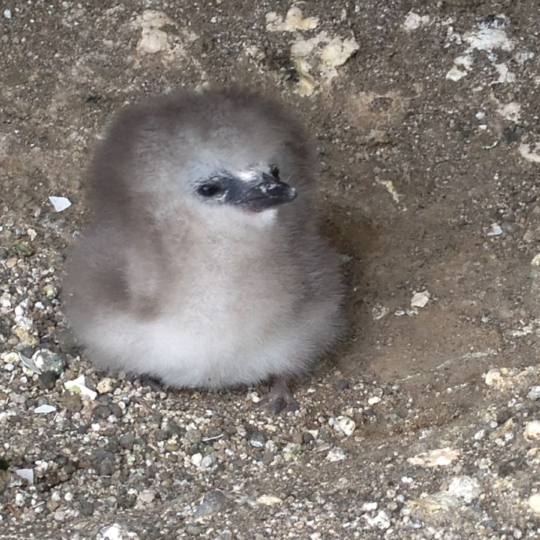 Red-tailed-Tropicbird-chick-Apr-2015-Eric-VanderWerf-2093