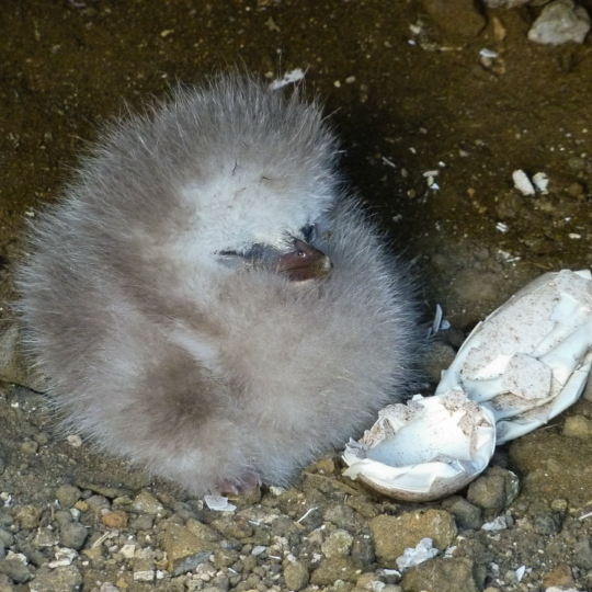 Red-tailed-Tropicbird-chick-Oahu-April-2011-1020088-1
