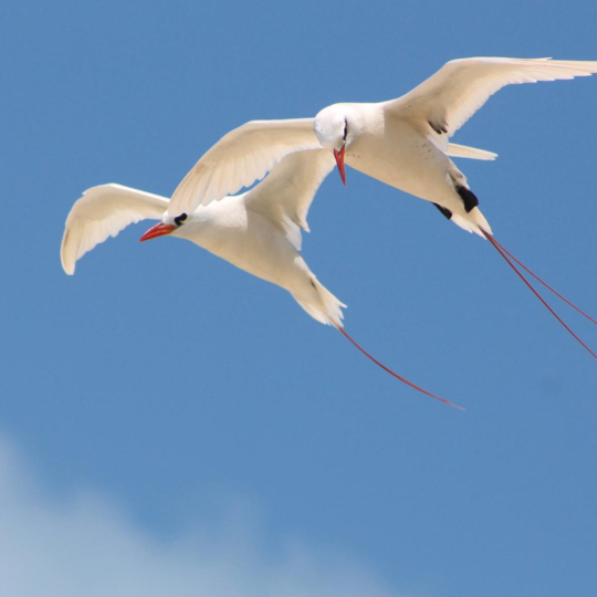 Red-tailed-tropicbirds