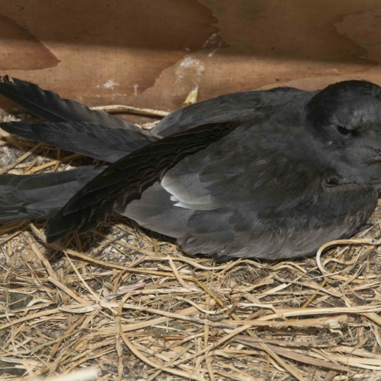 TRSP-chick-in-nest-box-Midway-30-Apr-2019-Eric-VanderWerf-0481-1