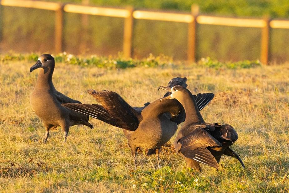 Returning translocated Black-footed Albatrosses courting at JCNWR. Photo by E. VanderWe