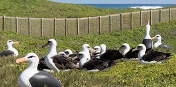 Laysan Albatross at James Campbell